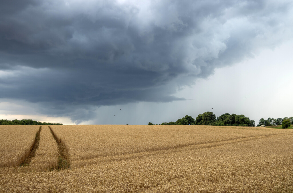 Weizen Gewitter