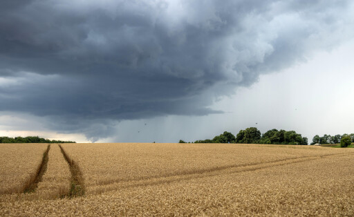 Weizen Gewitter
