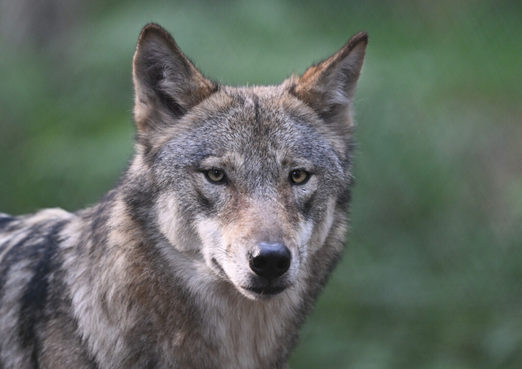 Wolf