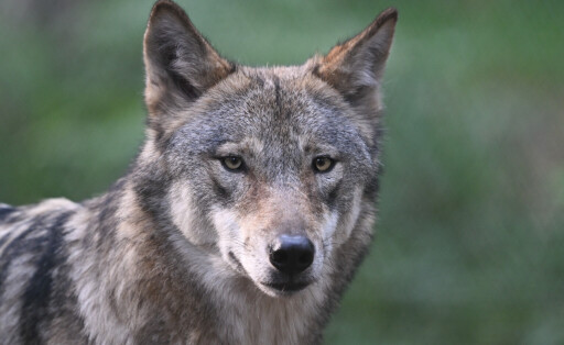 Wolf