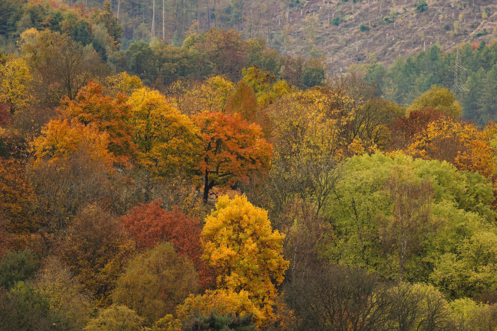 Wald
