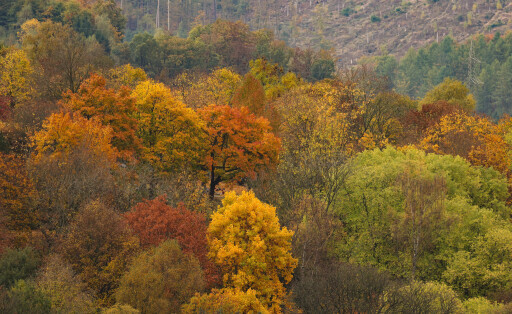 Wald