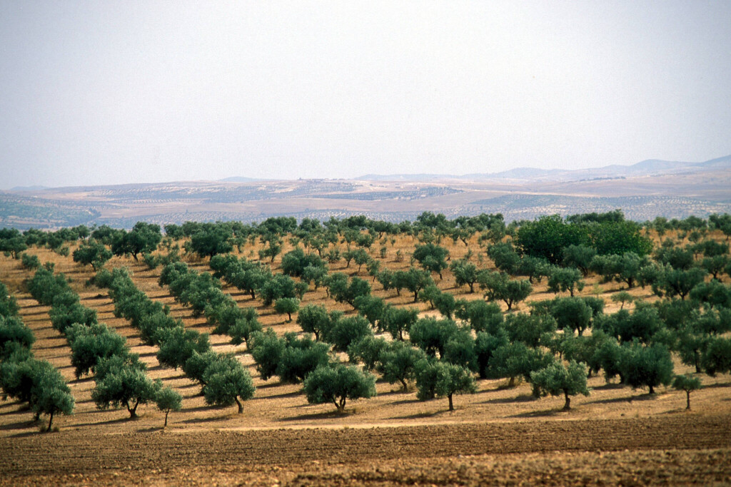 Olivenplantage bei Siliana in Tunesien.