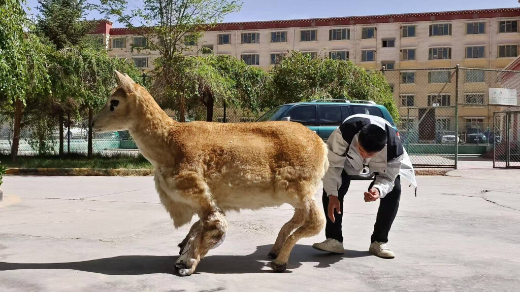 Der Tibet-Antilopen-Roboter vor dem ersten Einsatz in Hoh Xil.