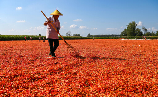 Bauer trocknet Chili in der Provinz Anhui