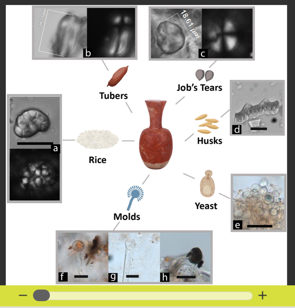 Screenshot aus dem wissenschaftlichen Artikel: Zu sehen sind die mit der Bier-Herstellung verbundenen mikrofossilen Überreste und deren Ansicht unter dem Mikroskop.