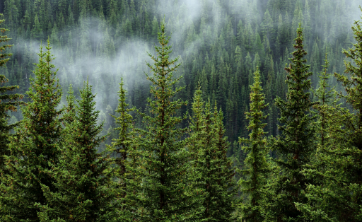 Wald