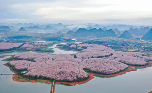 (220317) -- GUIYANG, March 17, 2022 -- Aerial photo taken on March 17, 2022 shows blooming cherry blossoms at a cherry g