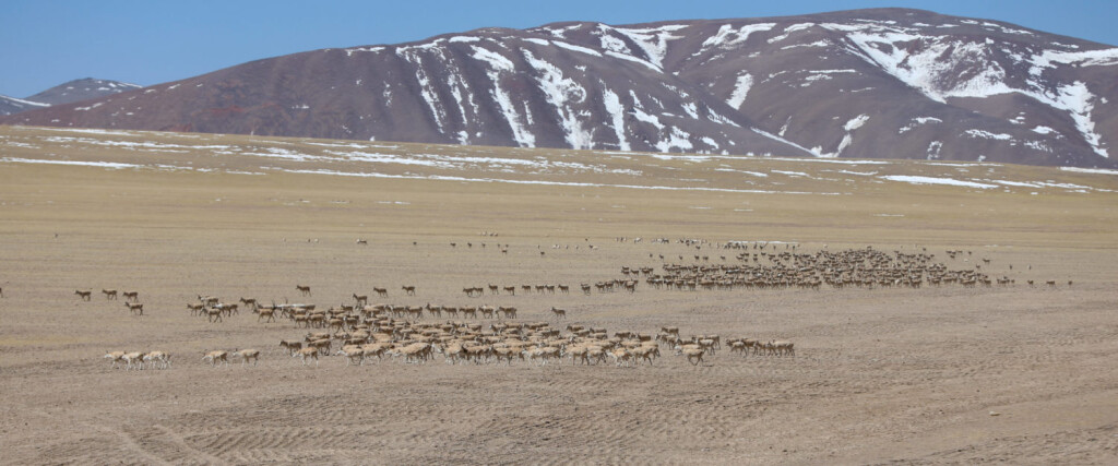 220331 -- GERZE, March 31, 2022 -- Photo taken on March 27, 2022 shows a number of Tibetan antelopes in Gerze County of Ali Prefecture, southwest China s Tibet Autonomous Region. Nearly 10,000 Tibetan antelopes gathered in Gerze County, a rare occurrence believed to be related to the improvement of the biodiversity and protection endeavors. Photo by /Xinhua CHINA-TIBET-GERZE-TIBETAN ANTELOPES CN SonamxRinqen PUBLICATIONxNOTxINxCHN