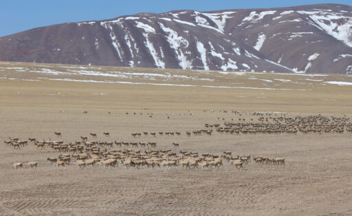 220331 -- GERZE, March 31, 2022 -- Photo taken on March 27, 2022 shows a number of Tibetan antelopes in Gerze County of Ali Prefecture, southwest China s Tibet Autonomous Region. Nearly 10,000 Tibetan antelopes gathered in Gerze County, a rare occurrence believed to be related to the improvement of the biodiversity and protection endeavors. Photo by /Xinhua CHINA-TIBET-GERZE-TIBETAN ANTELOPES CN SonamxRinqen PUBLICATIONxNOTxINxCHN