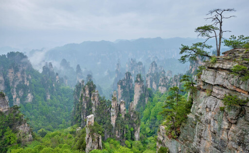 Famous tourist attraction of China, Zhangjiajie stone pillars cliff mountains in fog clouds at Wulingyuan, Hunan, China,