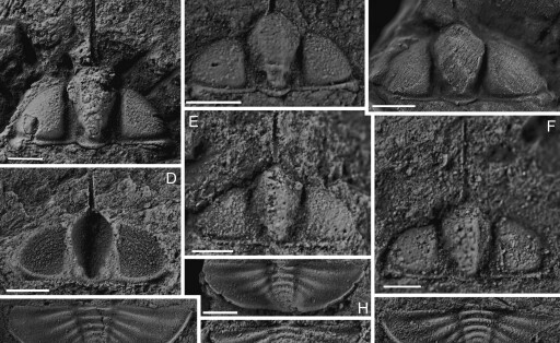 220513 -- KUMING, May 13, 2022 -- Photo shows the newly documented trilobite association during the Late Ordovician discovered in Zhenxiong County, southwest China s Yunnan Province. TO GO WITH Scientists discover new trilobite association over 400 mln years ago in China s Yunnan CHINA-YUNNAN-TRILOBITE ASSOCIATION-DISCOVERY CN LinxBifeng PUBLICATIONxNOTxINxCHN