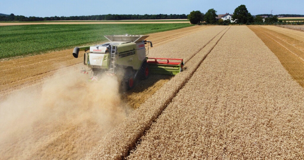 weizen anbau agrar getreide