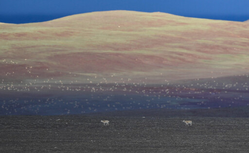 220904 -- XINING, Sept. 4, 2022 -- Tibetan antelopes are pictured near Zonag Lake in Hoh Xil, northwest China s Qinghai Province, July 7, 2020. Xinhua Headlines: Guarding nature in Asia s water tower ZhangxLong PUBLICATIONxNOTxINxCHN