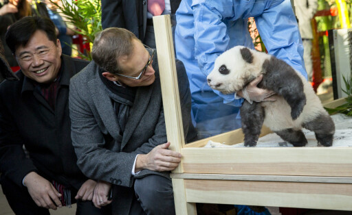 Chinas Botschafter Wu Ken übergibt Berlin im Dezember 2019 Pandas: Doch Pekings Panda-Diplomatie reicht nicht mehr aus.