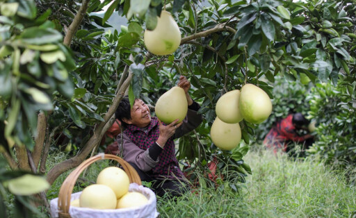 221010 -- BEIJING, Oct. 10, 2022 -- Villagers harvest grapefruits in Fenghua Town of Suiyang County in Zunyi City, southwest China s Guizhou Province, Oct. 10, 2022. Photo by /Xinhua CHINA-FARMING-HARVEST CN LixYan PUBLICATIONxNOTxINxCHN