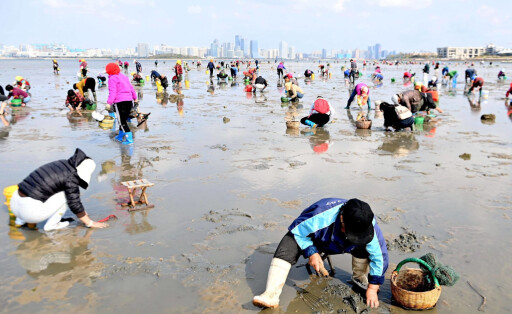 RECORD DATE NOT STATED people search for seafood on the beach like oysters, starfishes, crabs, shrimps, and so on when the tide began to ebb on the south shore of Tangdaowan, west coast new district, Qingdao City, east China s Shandong Province, 25 October 2022. Qingdao: magnificent beachcombing views PUBLICATIONxNOTxINxFRA