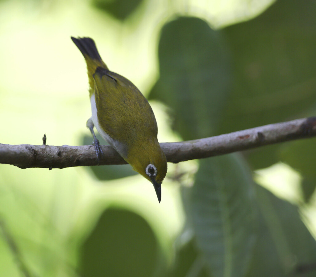 Ein Celebesbrillenvogel sitzt auf einem Ast im tropischen Regenwald Indonesiens. Die Art ist dort endemisch