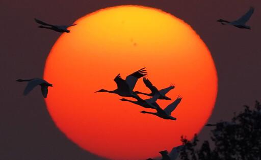 221222 -- NANCHANG, Dec. 22, 2022 -- Migratory birds fly over Nanchang Five Stars Siberian Cranes Sanctuary by the Poyang Lake in Nanchang, east China s Jiangxi Province, Dec. 21, 2022. Poyang Lake, the country s largest freshwater lake, is an important wintering spot for migratory birds. In Nanchang Five Stars Siberian Cranes Sanctuary by the Poyang Lake, which has been affected by drought this year, bird lovers have rented a lotus pond, where migratory birds have been attracted for food each year, to provide enough food for the migratory birds in winter. CHINA-JIANGXI-POYANG LAKE-MIGRANT BIRDS CN WanxXiang PUBLICATIONxNOTxINxCHN