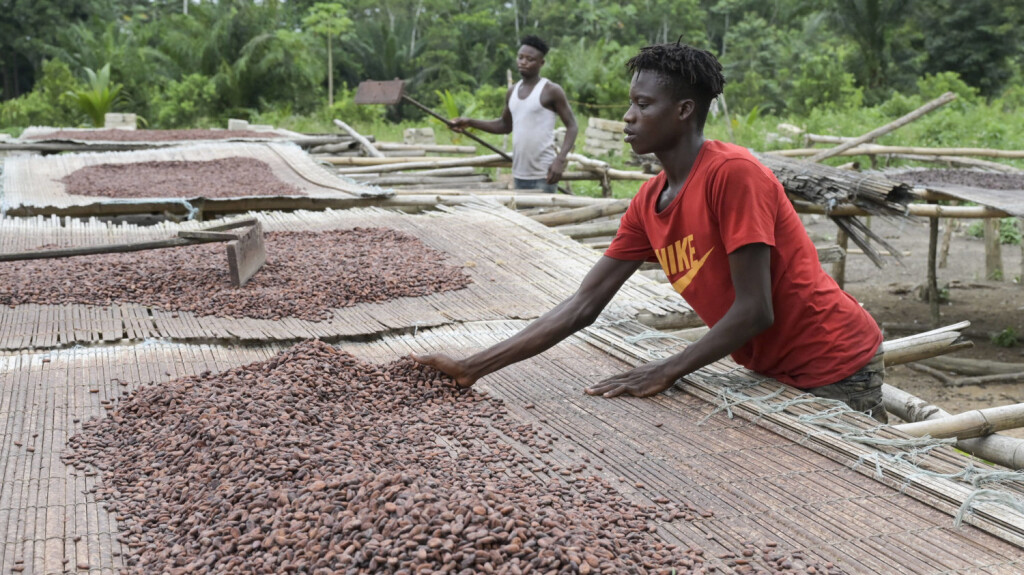 Ivory Coast, Cocoa IVORY COAST, village Azagui , cocoa farming, drying of cocoa beans after fermentation *** ELFENBEINKUESTE, Dorf Azagui , Farm des Kakaobauer Ambroise N KOH, Trocknung der fermentierten Kakaobohnen Azagui Ivory Coast