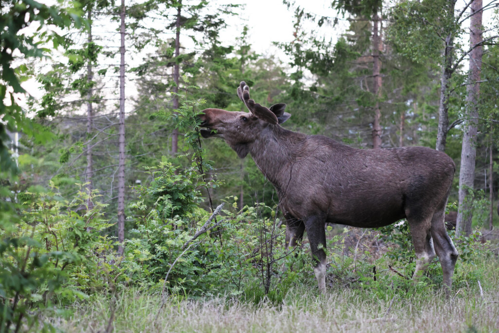 Europaeischer Elch Alces alces alces, Elchbulle steht auf einer Waldlichtung und frisst Ebereschenblaetter, Schweden, Mjaellom, Angermanland elk, European moose Alces alces alces, elk bull standson a clearing feeding rowan leaves, Sweden, Mjaellom, Angermanland BLWS676030 *** european Elk Alces Alces Alces , Bull moose is at a Forest clearing and eats rowan leaves, Sweden, mjaellom, Angermanland elk, European Moose Alces Alces Alces , Elk Bull standon a Clearing Feeding Rowan leaves, sweden, mjaellom, Angermanland BLWS676030 Copyright: xblickwinkel/M.xWoikex
