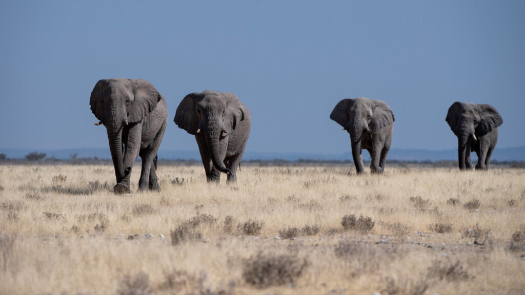 NAM, Etosha Nationalpark Namibia, 2022 Afrikanische Elefanten (Bild: IMAGO/Eibner)