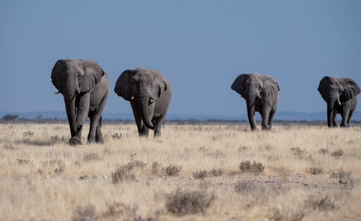 NAM, Etosha Nationalpark Namibia, 2022 Afrikanische Elefanten (Bild: IMAGO/Eibner)