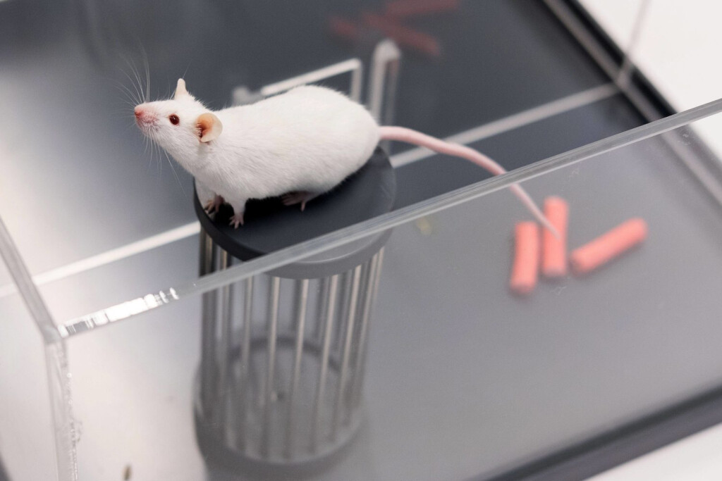 Maus bei einem Versuch im biomedizinischem Forschungszentrum der Justus-Liebig-Universität Gießen