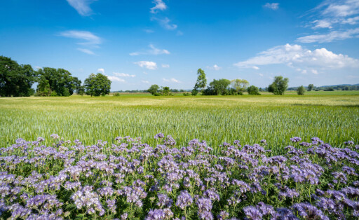 Landwirtschaft Artenvielfalt