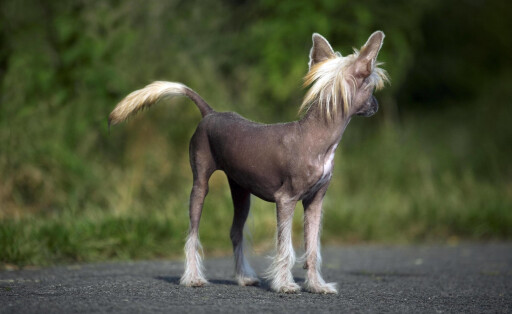 Chinesischer Schopfhund, haarlose Rasse aus China *** Chinese crested dog Hairless Breed from China Copyright: imageBROKER/alimdix/xArterra ibltsm09086291.jpg Bitte beachten Sie die gesetzlichen Bestimmungen des deutschen Urheberrechtes hinsichtlich der Namensnennung des Fotografen im direkten Umfeld der Veröffentlichung