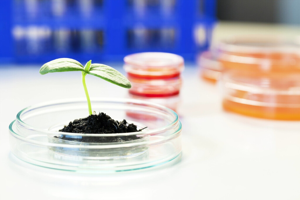 Seedling in a laboratory Seedling in a petri dish in a laboratory. PUBLICATIONxINxGERxSUIxHUNxONLY WLADIMIRxBULGAR/SCIENCExPHOTOxLIBRARY F009/0896
Seedling in a Laboratory Seedling in a Petri Dish in a Laboratory PUBLICATIONxINxGERxSUIxHUNxONLY WLADIMIRxBULGAR SCIENCExPHOTOxLIBRARY F009 0896