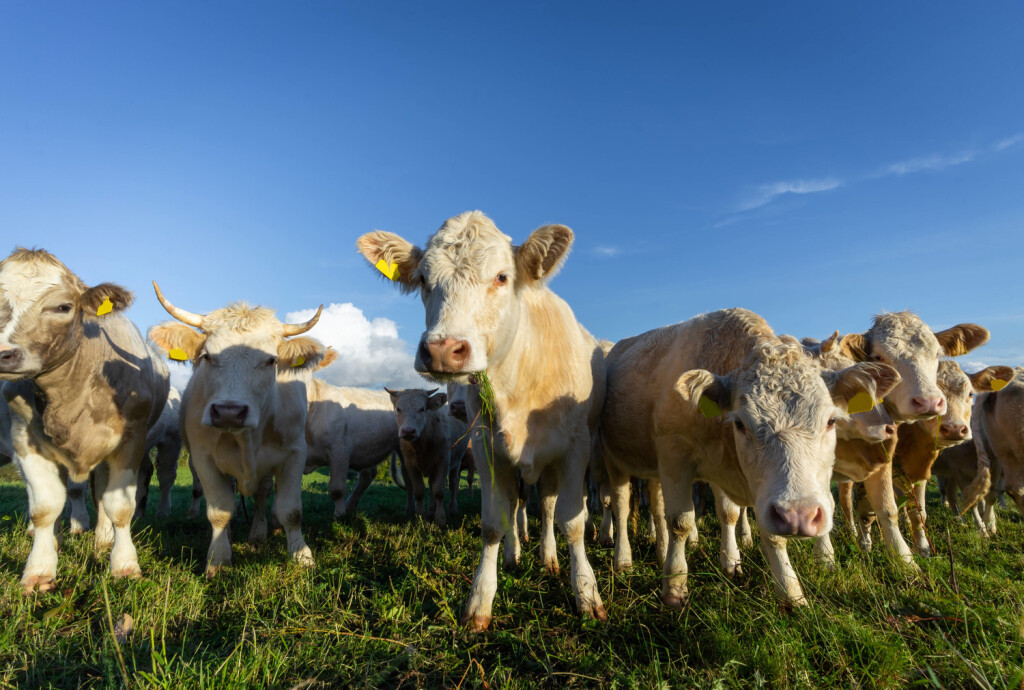 Extensive Rindermast - schöne, weiße Rinder auf einer Viehweide, Symbolfoto. Extensive Haltung von Rindern und Kühen auf einer Viehweide. Hier haben die Tiere viel Zeit um ihr Schlachtgewicht zu erreichen. Flächen in Landschaftsschutzgebieten eignen sich besonders gut für diese Art der Bewirtschaftung, da das Gras so stets ohne großen maschinellen Aufwand kurz gehalten wird. Region Weser-Ems Niedersachsen Deutschland *** Extensive cattle fattening beautiful white cattle on a cattle pasture, symbol photo Extensive keeping of cattle and cows on a cattle pasture Here the animals have a lot of time to reach their slaughter weight Areas in landscape conservation areas are particularly suitable for this type of management, as the grass is
