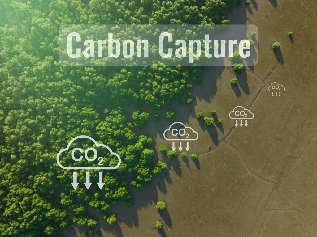 Carbon capture concept. Natural carbon sinks. Mangrove trees capture CO2 from the atmosphere. Aerial view of green mangr