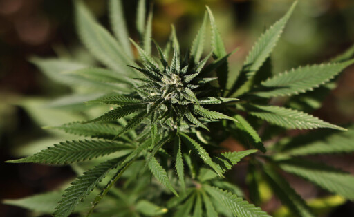 Laut einem Gutachten verstößt die geplante Cannabislegalisierung der Ampel-Koalition gegen EU-Recht. Ende 2022 soll ein erster Gesetzesentwurf stehen. Im Bild eine blühende Marihuana-Pflanze auf einem Feld. Themenbild, Symbolbild Köln, 11.10.2022 NRW Deutschland *** According to an expert opinion, the planned cannabis legalization of the traffic light coalition violates EU law At the end of 2022, a first draft law should stand In the picture, a flowering marijuana plant in a field Topic image, symbol image Cologne, 11 10 2022 NRW Germany Copyright: xChristophxHardtx