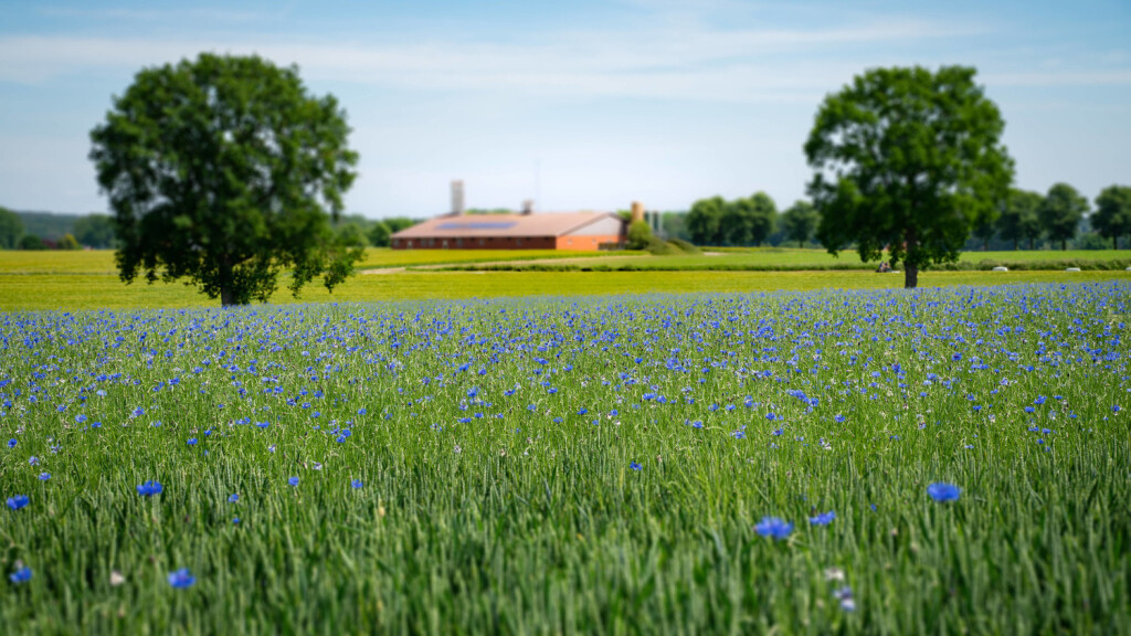 Biodiversität - Getreidefeld mit hohem Kornblumenbesatz
