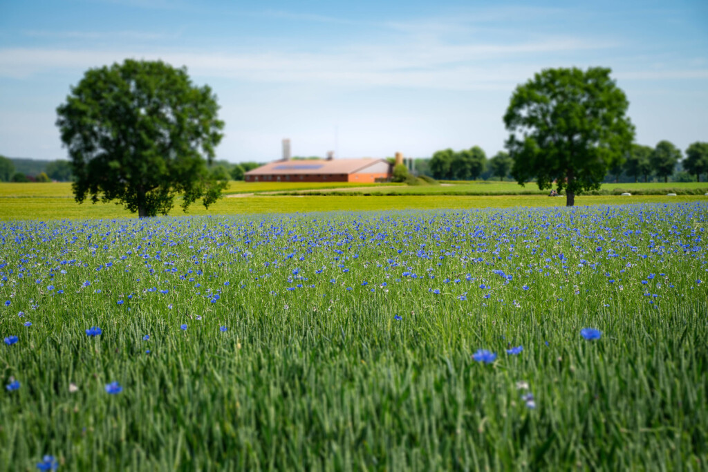 Biodiversität - Getreidefeld mit hohem Kornblumenbesatz - zumindest optisch eine Augenweide. In und an vielen Getreidefe
