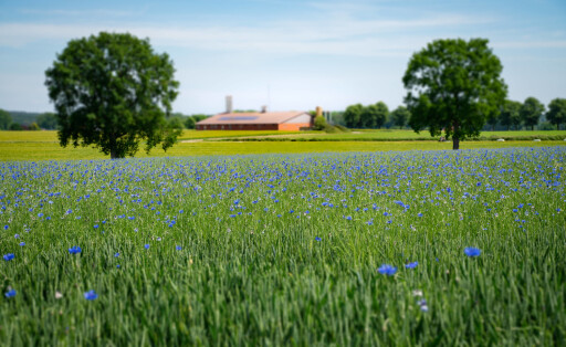 Biodiversität - Getreidefeld mit hohem Kornblumenbesatz - zumindest optisch eine Augenweide. In und an vielen Getreidefe