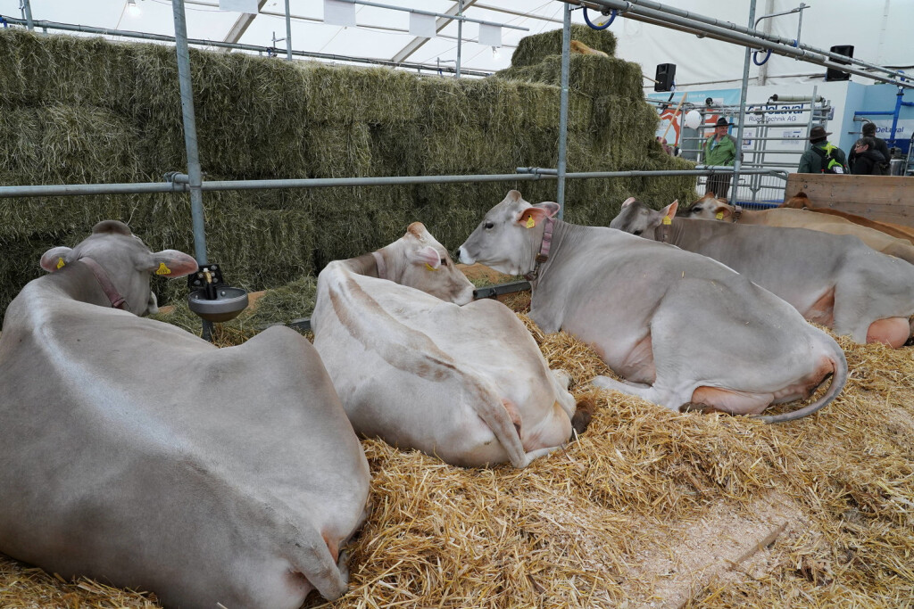 Foto Manuel Geisser 05.05.2023 Luga Luzern. Nutztierhaltung Schweiz. Bild : Kuehe im Stall *** Photo Manuel Geisser 05 05 2023 Luga Lucerne livestock farming Switzerland picture cows in barn