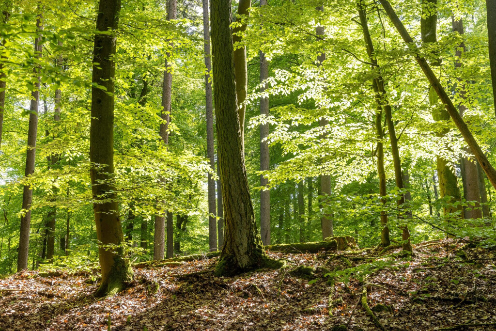 Sonniges Wetter im Taunus Die Sonne scheint im Wald am Lindenberg im Hochtaunus., Oberursel Hessen Deutschland *** Sunny weather in Taunus The sun is shining in the forest at Lindenberg in Hochtaunus , Oberursel Hesse Germany