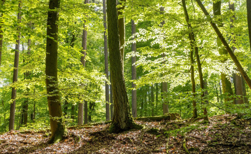 Sonniges Wetter im Taunus Die Sonne scheint im Wald am Lindenberg im Hochtaunus., Oberursel Hessen Deutschland *** Sunny weather in Taunus The sun is shining in the forest at Lindenberg in Hochtaunus , Oberursel Hesse Germany