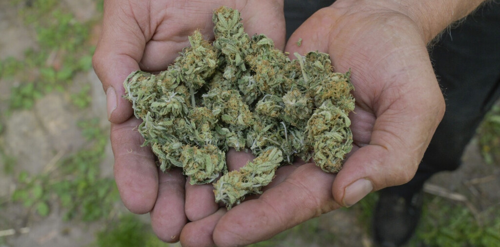 Cannabis Hanfblüten Marihuana *** Cannabis Hemp Flowers Marijuana