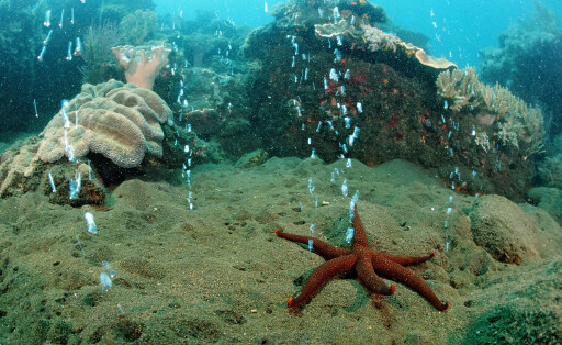 Bildnummer: 55817454 Datum: 01.01.2011 Copyright: imago/OceanPhoto
Vulkanische Gasblasen, , Vulkaninsel, Sangean, Indonesien Volcanic gas bubbles, Volcano Island, Sangean, Indonesia Highlight !DATUM GESCHÄTZT! PUBLICATIONxINxGERxSUIxAUTxONLY kbdig 2011 quer aufkommend blase gas gases gasfoermig gashaltig geologie geologisch Indo insel inseln koralle meer natuerlich natur ozean untiefe vulkan vulkanisch vulkanologie wasser Unterwasservulkan gasförmig Luftblasen Gasblasen Krater Umwelt Unterwasser Unterwasserwelt Querformat environment Underwater Ocean Oceanlife Sea Sealife Underwaterlife Marine Marinelife bubbles emerge emerges reefs requisit riff volcanicity volcanism volcanoes geological coral reef nature island volcanic area bubble under water horizontal format No Model Release
Bildnummer 55817454 Date 01 01 2011 Copyright Imago OceanPhoto volcanic Bubbles Volcanic island Sangean Indonesia Volcanic Gas Bubbles Volcano Iceland Sangean Indonesia Highlight Date estimated PUBLICATIONxINxGERxSUIxAUTxONLY Kbdig 2011 horizontal Bubble Gas Gas Geology In geological terms Indo Island Islands Coral Sea naturally Nature Ocean Shoal Volcano volcanically Volcanology Water Underwater volcano gas Air bubbles Bubbles Crater Environment Underwater Underwater world Landscape Environment UNDERWATER Ocean Ocean Life Sea Sealife Underwater Life Navy Marine Life Bubbles Emerge Emerges Reefs Requisite Reef volcanism Volcanoes Geological Coral Reef Nature Iceland Volcanic Area Bubble Under Water horizontally Format No Model Release
