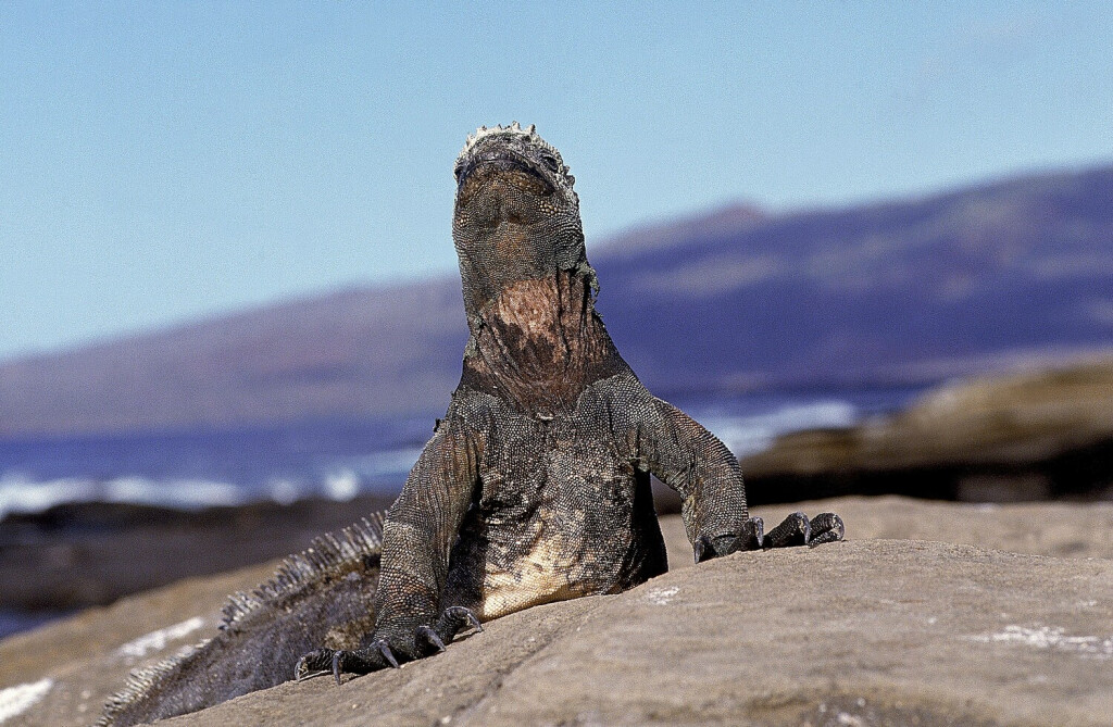 GALAPAGOS SEA IGUANA, ERWACHSENER WÄHRT SICH IN DER SONNE, GALAPAGOS INSELN amblyrhynchus cristatus *** Galapagos Sea IGUANA, Adult lasts itself in the SUN, Galapagos Islands Amblyrhynchus cristatus Copyright: imageBROKER/G.xLacz ibllag08227866.jpg Bitte beachten Sie die gesetzlichen Bestimmungen des deutschen Urheberrechtes hinsichtlich der Namensnennung des Fotografen im direkten Umfeld der Veröffentlichung
