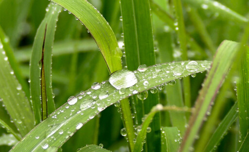 Endlich Regen Das langersehnte Gold vom Himmel fiel nach langer Dürreperiode am Dienstag in Sachsen. Vor allem das Erzgebirge profitierte vom angenehmen Dauerregen. Die Natur wartete schon über einen Monat auf Regen. In einigen Orten fielen seit 30 Tagen nicht einmal mehr als 2 Liter auf dem Quadratmeter. Betroffen vor allem Ostdeutschland. Im Erzgebirge wurde nun plötzlich der Regenschirm gebraucht. Die Einkaufstour in den Straßen von Annaberg-Buchholz ohne Regenschirm ein Ding der Unmöglichkeit. Viele Pflanzen waren kurz vorm Verwelken. Sie freuen sich nun sichtlich über das kalte Nass. Der Dienstag endet in Sachsen im Dauergrau, ab Mittwoch wird es aber wieder sommerlich, heiß und vor allem trocken. Der Regen ist also nur ein Tro