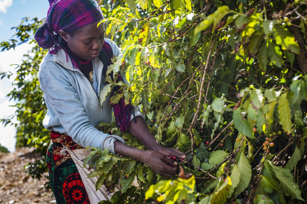 Kaffeeernte auf der Mubuyu Farm in Sambia. (Imago / ZUMA Press)