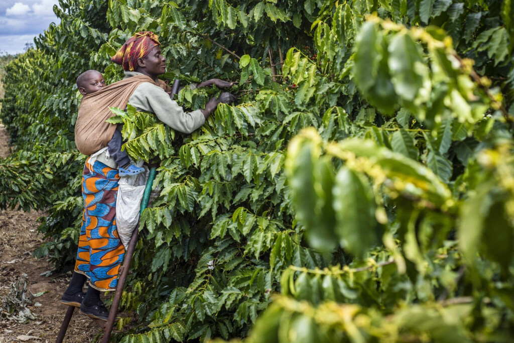 Kaffeeernte auf der Mubuyu Farm in Sambia. (Imago / ZUMA Press)