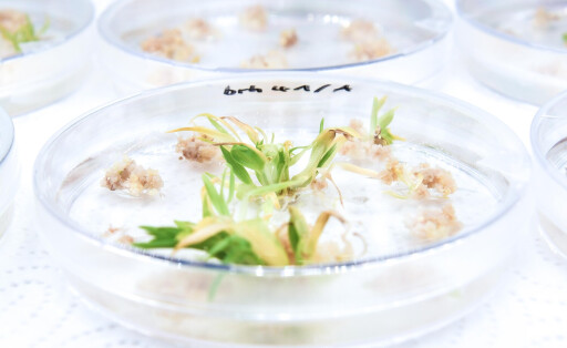 Genome-Editing-IPK-Leibniz-Institut-Andreas-Baehring-2