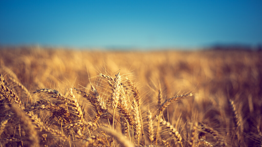 RECORD DATE NOT STATED A closeup of the golden wheat in the field. Selected focus. *** einer closeupe des der Goldene Weizen ÊIn der Feld ausgesucht Fokus 4899500