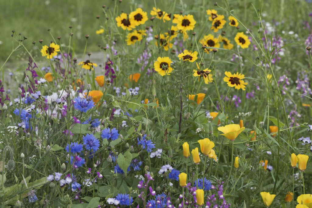 Blumenwiese mit Kornblumen Centaurea cyanea, Emsland, Niedersachsen, Deutschland, Europa *** Blumenwiese with Cornflowers Centaurea Cyanea , Emsland, Lower Saxony, Germany, Europe Copyright: imageBROKER/ErhardxNerger ibxenh09430954.jpg Bitte beachten Sie die gesetzlichen Bestimmungen des deutschen Urheberrechtes hinsichtlich der Namensnennung des Fotografen im direkten Umfeld der Veröffentlichung