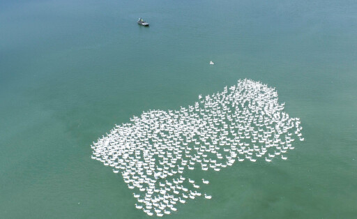 Poultry Ecological Breeding in Huai an Villagers raise white geese on the water surface in Jinhu county, Huai an City, East China s Jiangsu Province, Aug 23, 2023. Huai an China PUBLICATIONxNOTxINxFRA Copyright: xCFOTOx originalFilename: cfoto-poultrye230824_npZzR.jpg